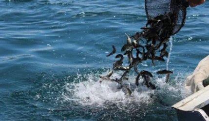 Սևանա լճում սիգի արդյունագործական որսի իրականացման ժամկետ է սահմանվել. մանրամասներ