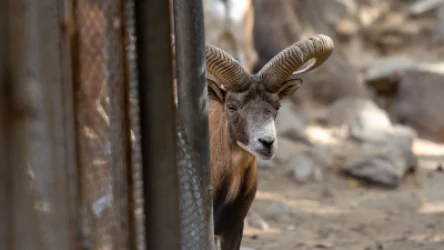 Կարմիր գրքում գրանցված բեզոարյան այծի ապօրինի որսի դեպքն ուղարկվեց դատարան