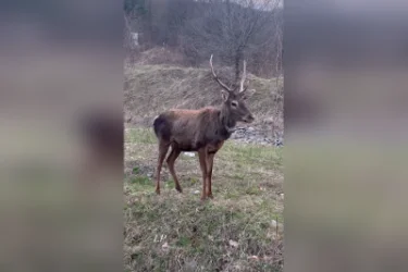 ՏԵՍԱՆՅՈՒԹ. Հայաստանում արձանագրվել է ազնվացեղ եղջերուի առաջին ձագի ծնունդը բնության մեջ