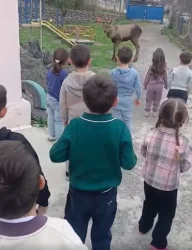 ՏԵՍԱՆՅՈՒԹ. Կովկասյան ազնվացեղ եղջերուն «այցելել» է մանկապարտեզ