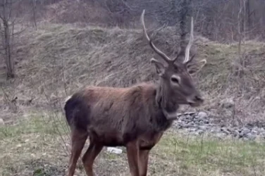 ՇՄՆ-ն զգուշացնող հայտարարություն է տարածել. չմոտենալ կենդանիներին