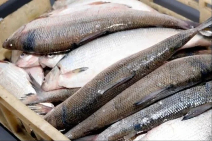 Սիգի nրսի արգելքը շարունակվում է. ջրային պարեկներն իրականացնում են ուժեղացված ծառայություն