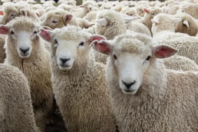 30-ամյա երիտասարդը գողացել է 30 գլուխ ոչխար՝ պատճառելով մոտ 2 500 000 դրամի վնաս