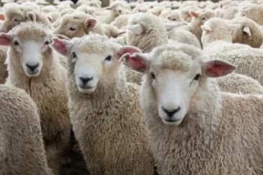 30-ամյա երիտասարդը գողացել է 30 գլուխ ոչխար՝ պատճառելով մոտ 2 500 000 դրամի վնաս