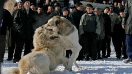 18+ ՏԵՍԱՆՅՈՒԹ. Շնամարտ են կազմակերպել. Ալեն Սիմոնյանը հորդորել է արագ արձագանքել