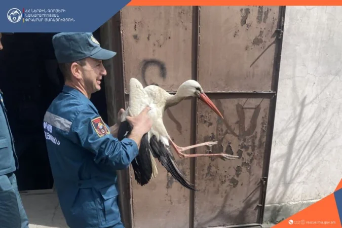 Փրկարարները օգնել են վիրավոր արագիլին