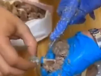 ՏԵՍԱՆՅՈւԹ. Թմրանյութը թաքցրել է եփված մսի ոսկորների մեջ. ՔԿԾ