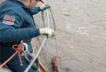 Փրկարարները շանը դուրս են բերել գետից