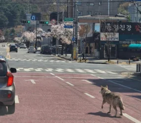 ՏԵՍԱՆՅՈՒԹ. Գայլը 9 օր լարվածության մեջ է պահել մեկուկես միլիոնանոց քաղաքը