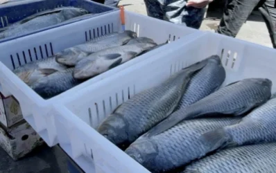 Ինչպես է հնարավոր ՀՀ–ից ձկան արտահանումը ԵՄ