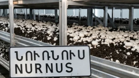 Տարիներ ձգվող գարշահոտություն. բնակիչները դժգոհում են «Առողջ սունկ» ՍՊԸ-ի գործունեությունից. ՀԵՏՔ
