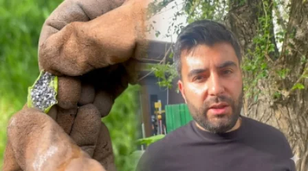ՏԵՍԱՆՅՈՒԹ. Երևանի ծառերի մոտ աղետ է. մեծ քանակությամբ լվիճ ու որդ. ակտիվիստ