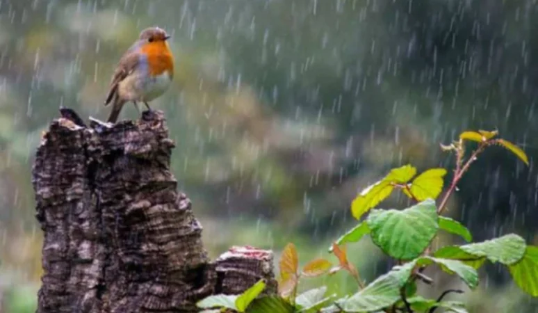 Սպասվում է անձրև և ամպրոպ. եղանակը Հայաստանում