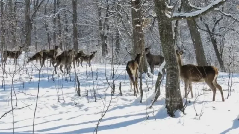 «Դիլիջան» ազգային պարկի ազնվացեղ եղջերուներն են