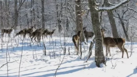 «Դիլիջան» ազգային պարկի ազնվացեղ եղջերուներն են