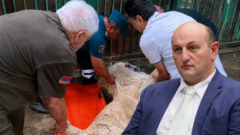 «Ո՞վ է հաշվարկել քնաբերի դոզան, և կշռվե՞լ են կենդանիները մինչ ներարկումը». Դավիթ Թումասյանը՝ առյուծի մահվան մասին