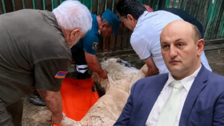 «Ո՞վ է հաշվարկել քնաբերի դոզան, և կշռվե՞լ են կենդանիները մինչ ներարկումը». Դավիթ Թումասյանը՝ առյուծի մահվան մասին