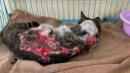 Էջմիածնում կատվին այրել են և նետել փողոց․ ահազանգ