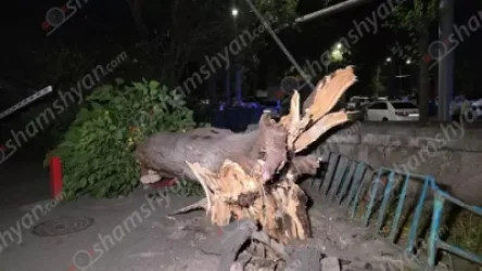 Երևանի կենտրոնում ծառ է տապալվել՝ վնասելով գազատարն ու ավտոմեքենաները․ ճանապարհը փակվել է