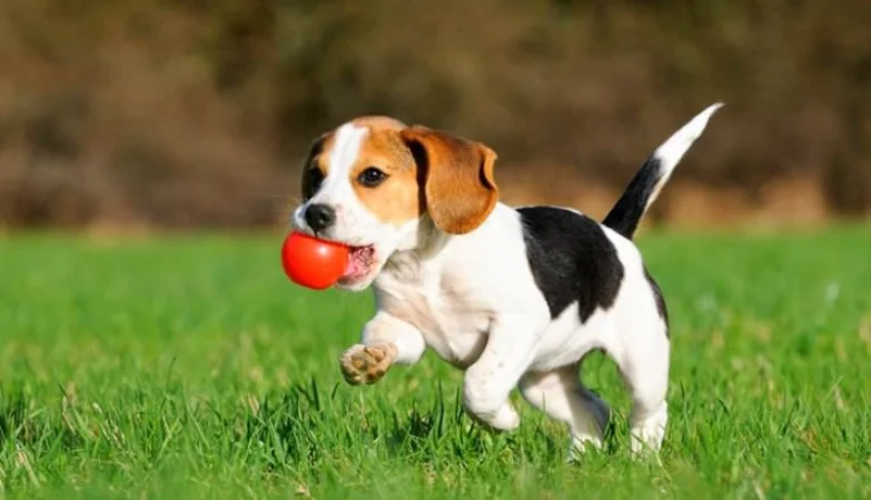 Scientists Breed Dogs That Do Not Cause Allergies