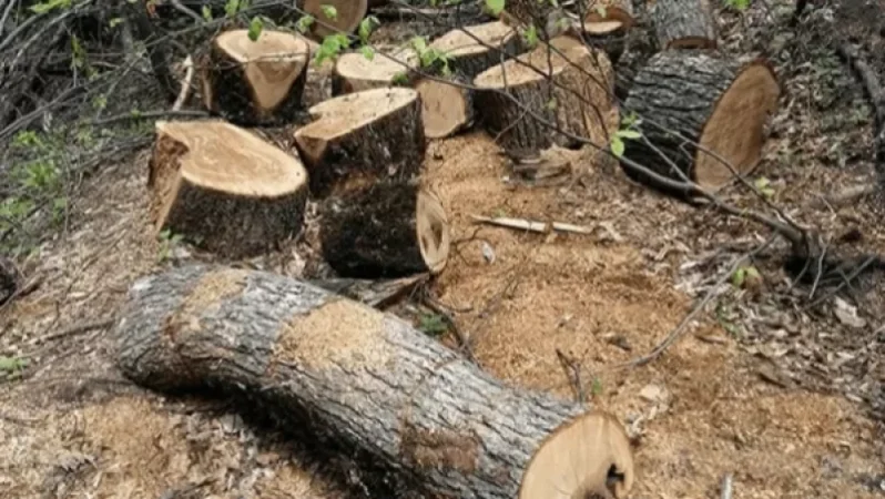 Տավուշի մարզում  26 %-ով աճել են ապօրինի ծառահատումների մասով  քրգործերը