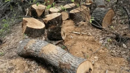 Տավուշի մարզում  26 %-ով աճել են ապօրինի ծառահատումների մասով  քրգործերը