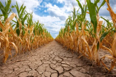 Drought Has 'Burned' Germany's Harvest: Losses Reach 600 Million Euros