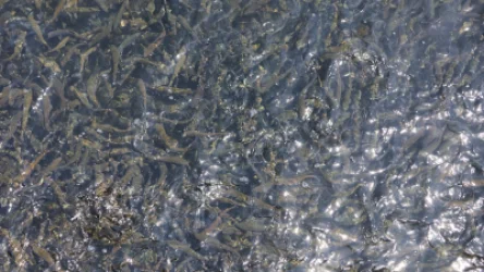 Illegal Water Extraction Discovered in Lori: Activities of Fish Farm Suspended