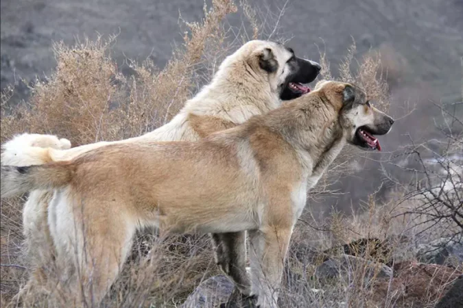 Case Against Individuals Organizing Dog Fights Sent to Court