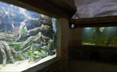 ՏԵՍԱՆՅՈՒԹ․ Չեն դիմացել ջերմաստիճանի փոփոխությանը․ Սևաստոպոլում սատկած ծովային կենդանիների թիվը հասել է 800-ի