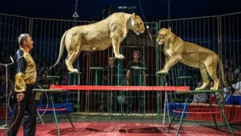 Վայրի կենդանական տեսակների օգտագործումը Հայաստանի կրկեսներում կարգելվի. ԱԺ-ում որոշումն ընդունվեց