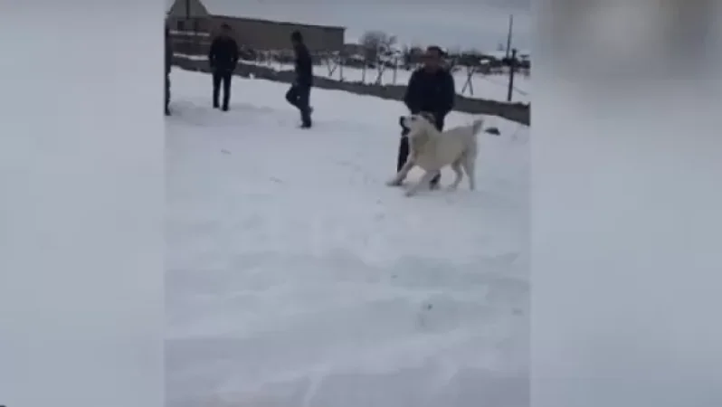 VIDEO: From 'Street Dog Fights' to Car 'Tricks': The Consequences of Impunity