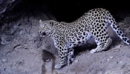 ԼՈՒՍԱՆԿԱՐՆԵՐ. Հովազը հարձակվել է տիրոջ վրա ու փախել. ՌԴ