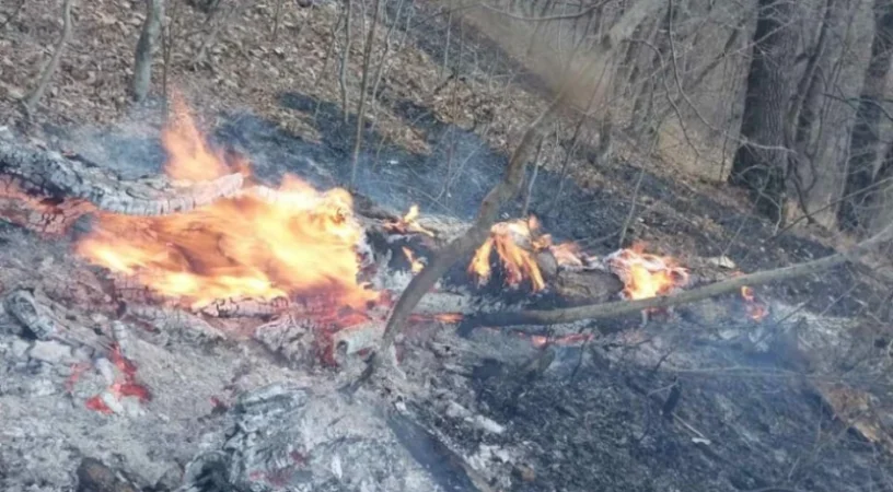 ԼՈՒՍԱՆԿԱՐՆԵՐ․ Իրավիճակը՝ «Դիլիջան» ազգային պարկում բռնկված հրդեհից հետո