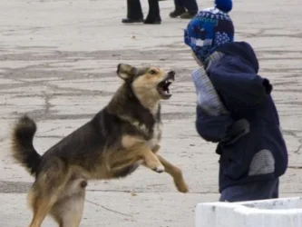 Սուրենավանում 7 տարեկան տղան մահացել է՝ թափառող շների հարձակումից