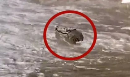 ՏԵՍԱՆՅՈՒԹ․ Կոկորդիլոսը՝ քաղաքի կենտրոնում․ Ավստրալիայում հեղեղումներ են