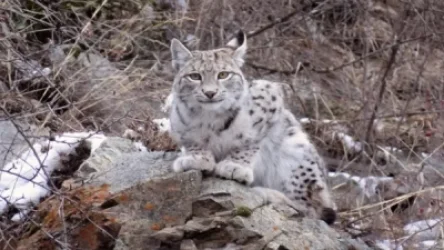 Լուսանը՝ ազատ բնության գրկում