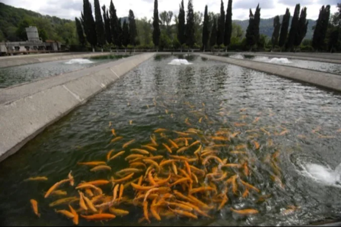 Աղիքային ցուպիկի մանրէներ, մակաբուծային հիվանդություններ․ ՀՀ-ում տասնյակ ձկնաբուծարանների գործունեություն կասեցվել է