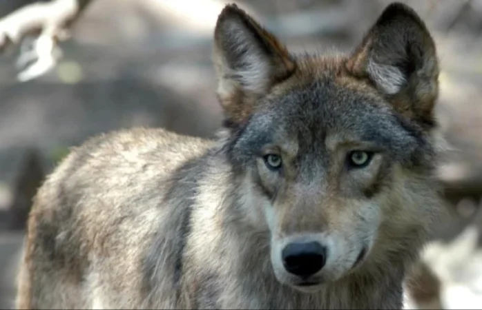 Ճապոնիայում կենդանաբանական այգու այցելուները տարհանվել են իր վանդակից փախած գայլի պատճառով