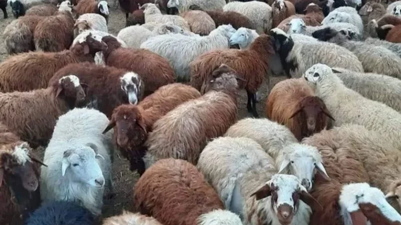 Ադրբեջшնցիներն Արավուսի սահմանից գողացած ոչխարներին վերադարձրել են