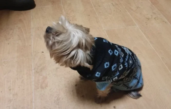 ԼՈՒՍԱՆԿԱՐՆԵՐ. Աղբի վերամշակման գործարանի աղբից մաքուր ցեղատեսակի շուն են հայտնաբերել. ՌԴ