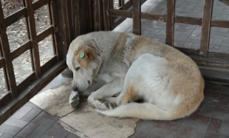 Բազմաթիվ համայնքներում շների ստերջացում չի իրականացվում