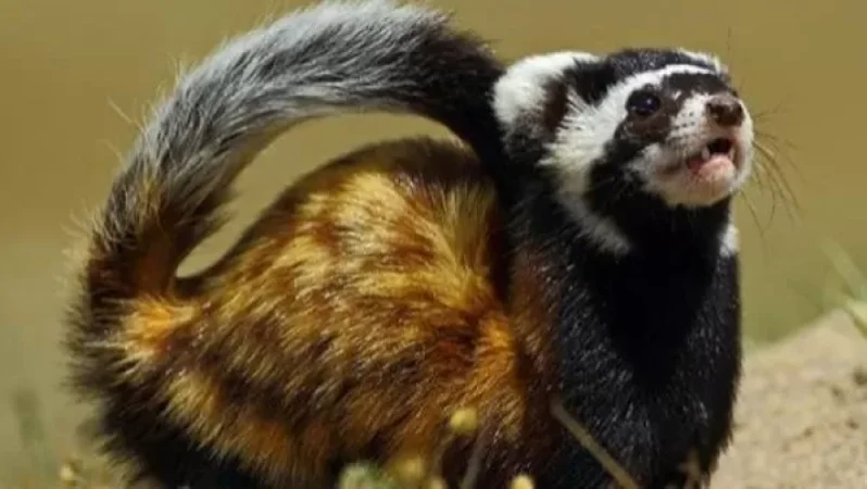 Կարմիրգրքյան կենդանու վաճառք է կանխվել