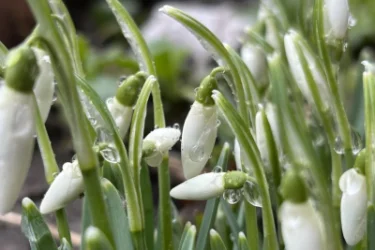 Հնարավոր է թույլ ձյուն․ առաջիկա օրերի եղանակը