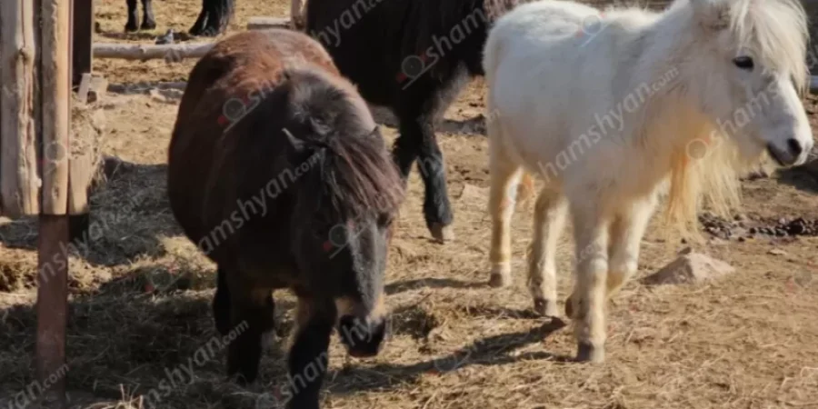 ԼՈՒՍԱՆԿԱՐՆԵՐ. Ապառաժ քարերը պոկվել ու թափվել են պոնիների պահման տարածք