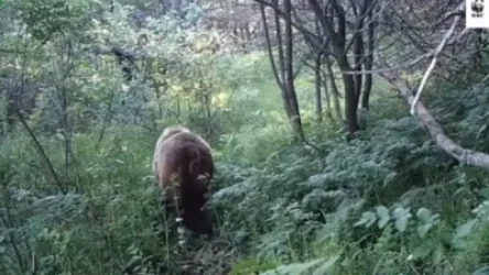 ՏԵՍԱՆՅՈՒԹ. Եզակի տեսարան. Գորշ արջը Սյունիքում հայտնվել է տեսախցիկների առջեւ