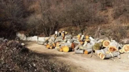 «Դիլիջանի ազգային պարկ»-ի տարբեր անտառային տեղամասերում ապօրինի հատված 257 ծառ է հայտնաբերվել