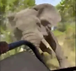 ՏԵՍԱՆՅՈՒԹ․ Փիղը հարձակվել է զբոսաշրջիկների մեքենայի վրա․ կա զոհ և վիրավորներ․ Աֆրիկա