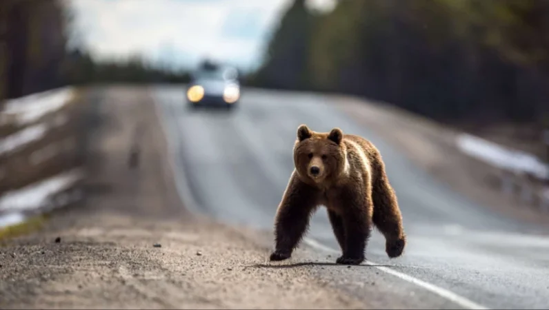 Լուսաձորում սինդրիկ քաղելու գնացած  33-ամյա տղամարդը արջի զոհ է դարձել. Ոսկան Սարգսյան