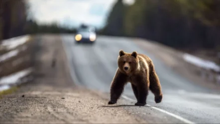 Լուսաձորում սինդրիկ քաղելու գնացած  33-ամյա տղամարդը արջի զոհ է դարձել. Ոսկան Սարգսյան